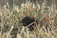 Meadow Vole, Microtus drummondii