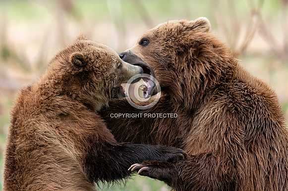 Grizzly Bear Grizzly Bear