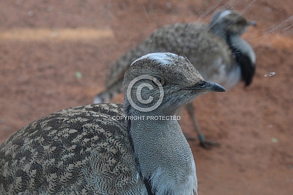 Houbara Bustard (Chlamydotis undulata)