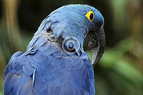 Hyacinth Macaw Hyacinth Macaw