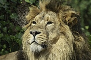 Asiatic Lion Close Up Face Shot