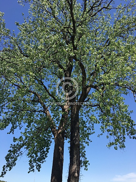 Tall tree against the blue sky