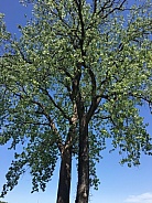 Tall tree against the blue sky