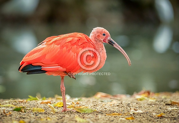 Scarlet Ibis Scarlet Ibis