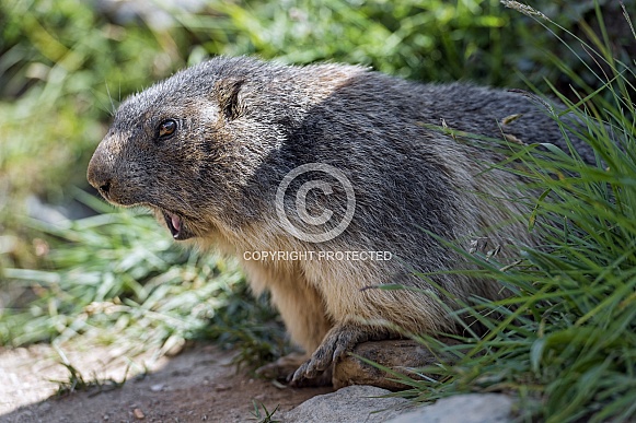 Marmot