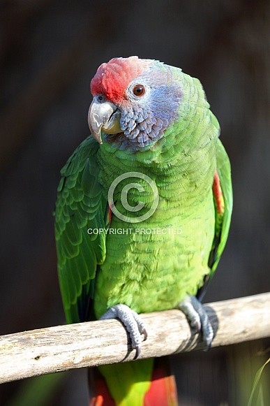 Red-tailed amazon (Amazona brasiliensis) Red-tailed amazon (Amazona brasiliensis)