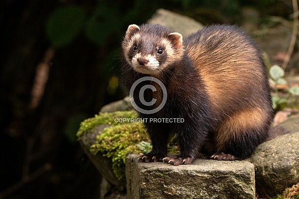 European Polecat Sat On Rocks European Polecat Sat On Rocks