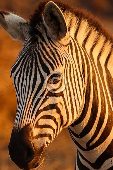 Zebra Zebra