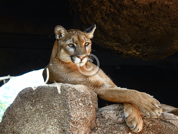 Cougar Cougar