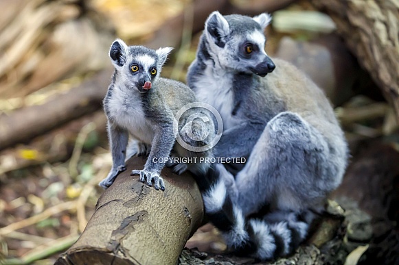Ring Tailed Lemur (lemur catta)