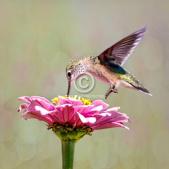 Hummingbird—Sipping From A Fountain