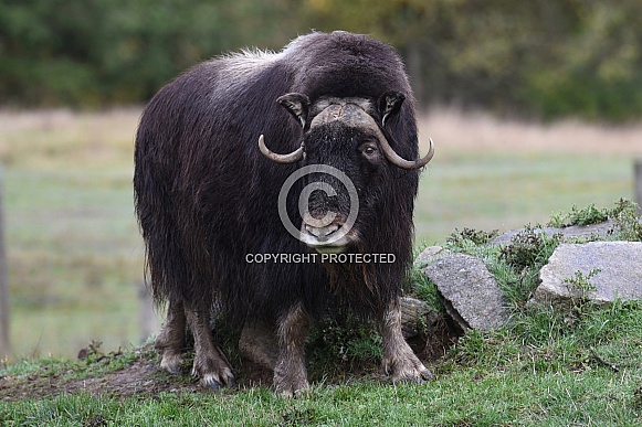 Musk Ox Musk Ox