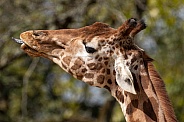 Giraffe Side Profile Sticking Tongue Out