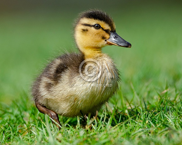 Duckling Duckling