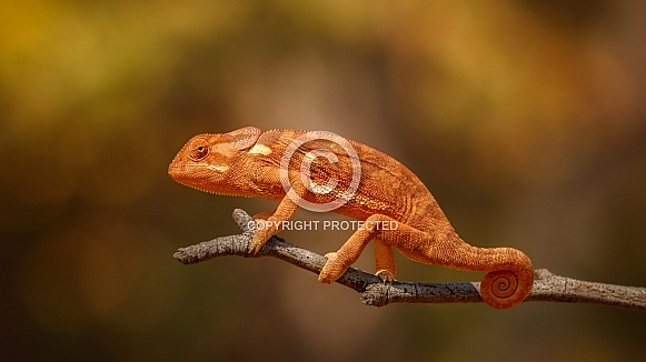 Flap necked chameleon