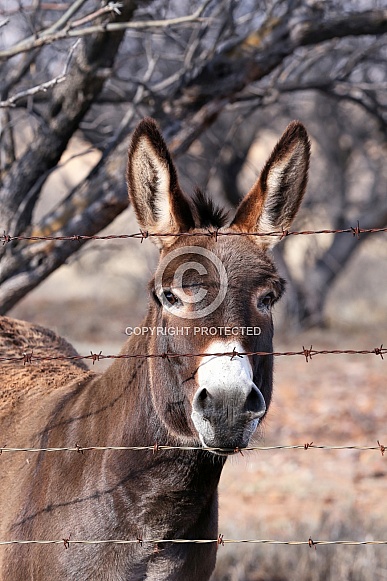 Vertical donkey head and fence