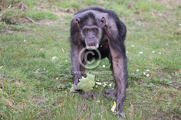 Chimpanzee (Pan troglodytes)