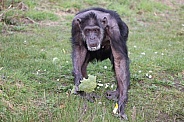 Chimpanzee (Pan troglodytes)