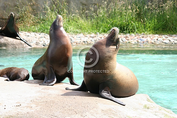 Seals