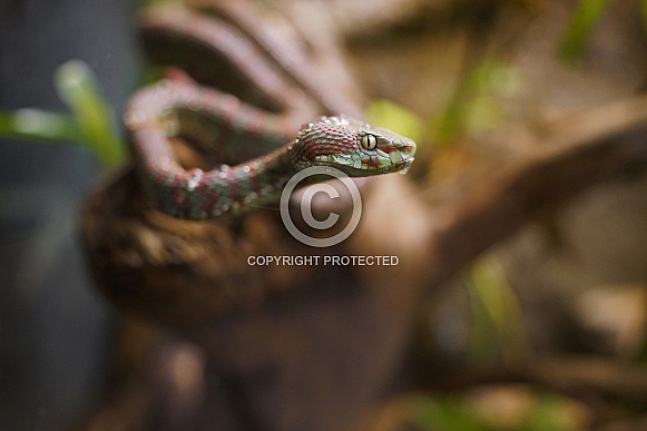 Beautiful pit viper