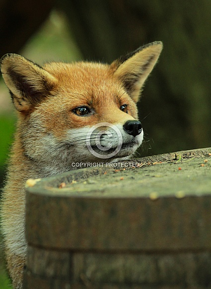 Red Fox (Vulpes vulpes) Red Fox (Vulpes vulpes)