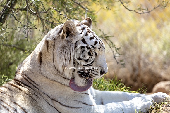 White tiger taking a self bath