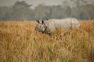 Indian rhino in the nature habitat