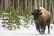 American Bison