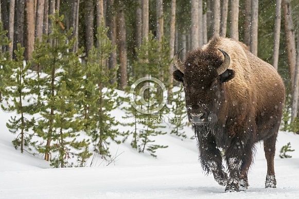 American Bison