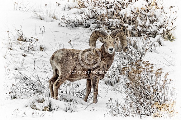 Bighorn Sheep-Bighorn Ram in Winter