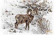 Bighorn Sheep-Bighorn Ram in Winter
