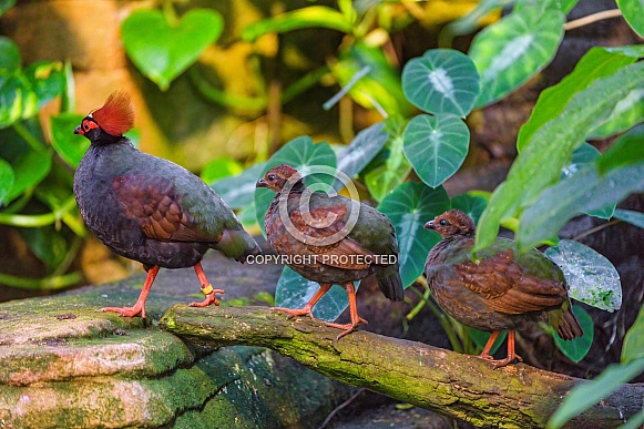 Crested partridge with chicks