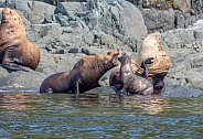 Stellar Sea Lions