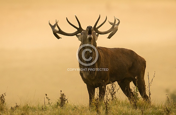 Red Deer Red Deer