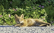 Red Fox Kit Relaxing on the Road