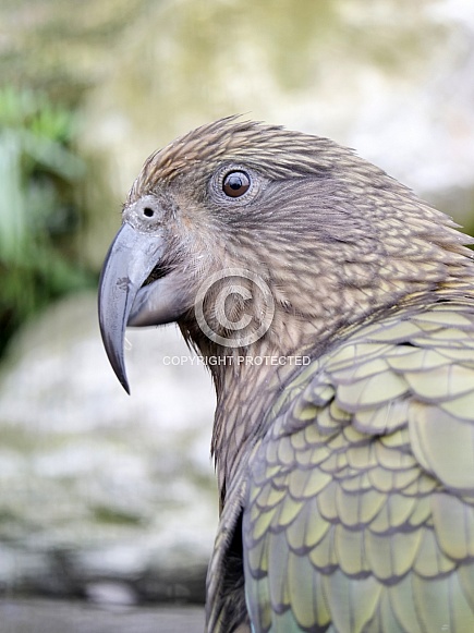 Kea