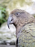 Kea