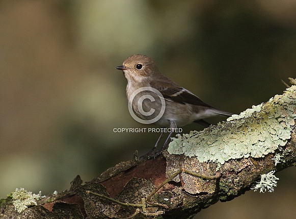 Pied Flycatcher Pied Flycatcher