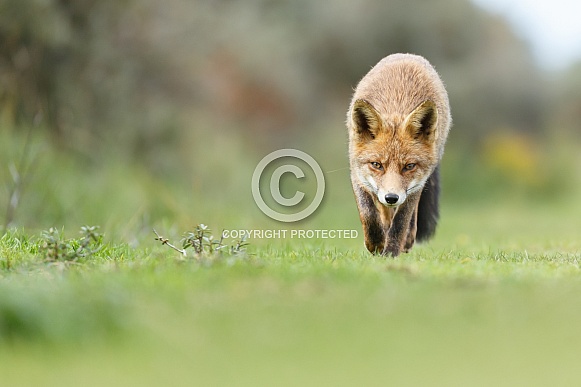 Red foxes Red foxes