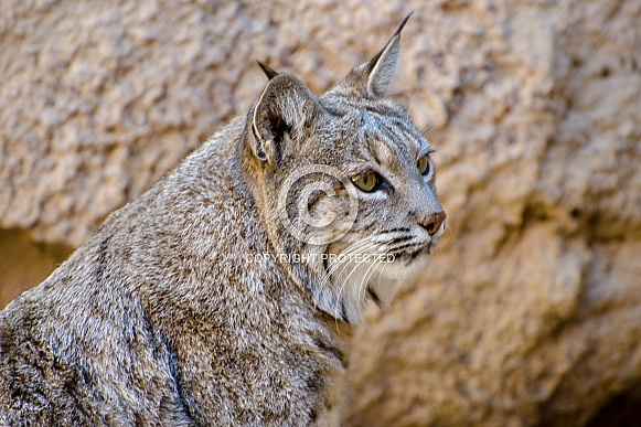 Bobcat