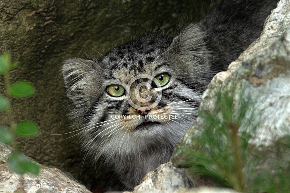 Pallas Cat Head Shot