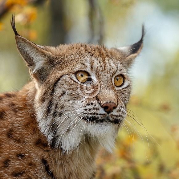 Lynx Portrait