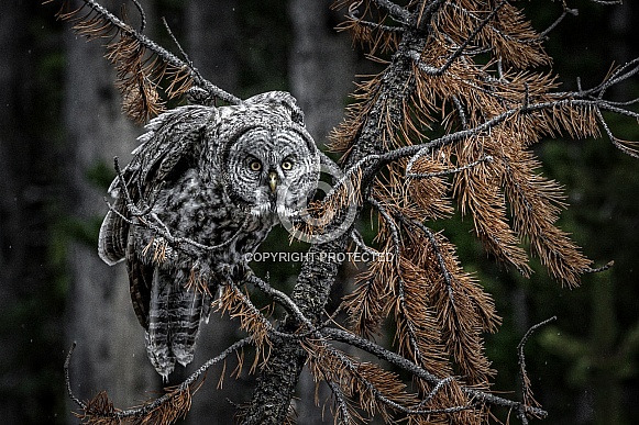 Great Grey Owl--My Cover is Blown