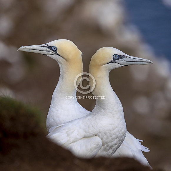 Northern gannet