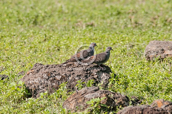Dusky Turtle Doves