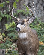 Blacktail Deer Stag with Antlers