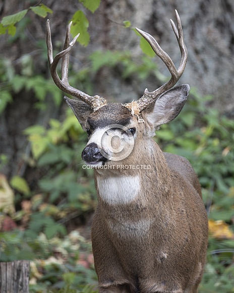 Blacktail Deer Stag with Antlers Blacktail Deer Stag with Antlers