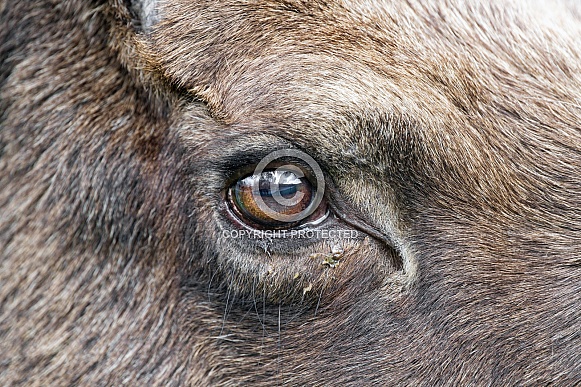 Elk Eye