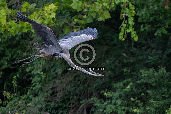 Great Blue Heron in flight