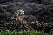 The short-eared owl (Asio flammeus)